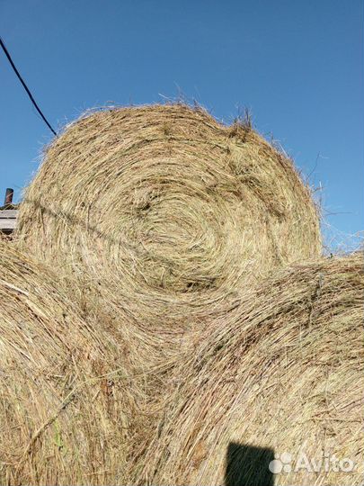Продам сено в рулонах