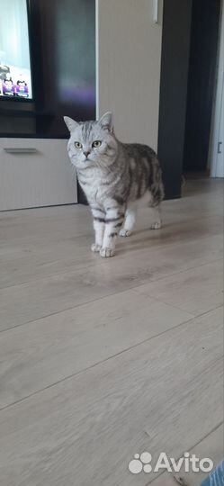 Шотландский кот вязка