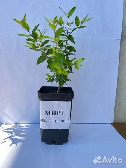 Мирт обыкновенный