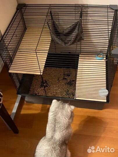 Крыс с клеткой