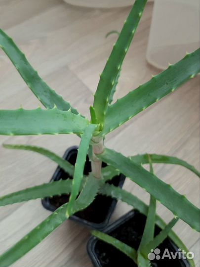 Алоэ древовидное (столетник)