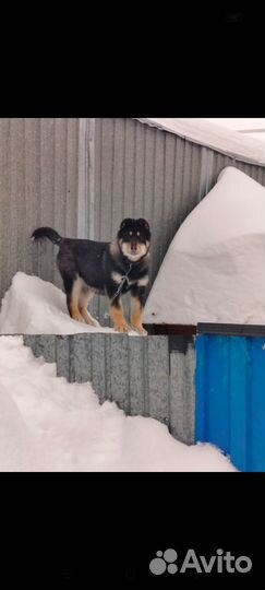 Собака дворняжка