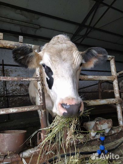 Корова первым отёлом