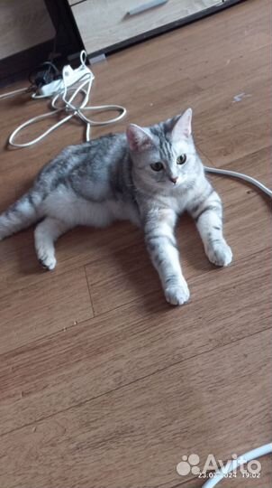 Продам котят