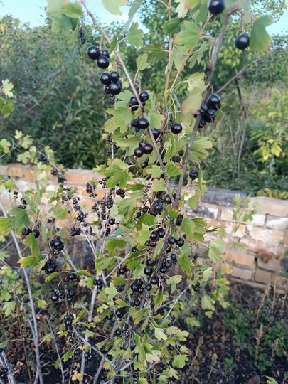 Дача 30 м² на участке 9 сот.