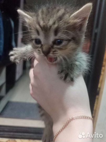 Котята