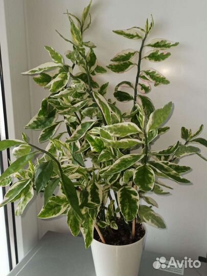 Фикус, педилантус, гибискус