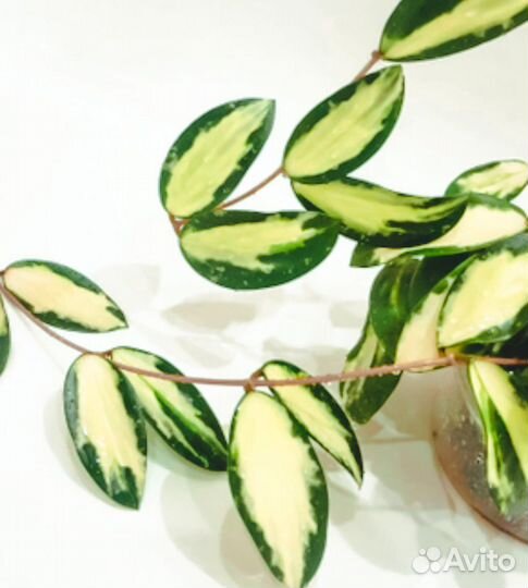 Verticillata cv. white center