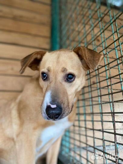 Собака Марго боится людей