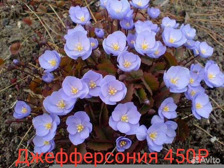 Цветы многолетники