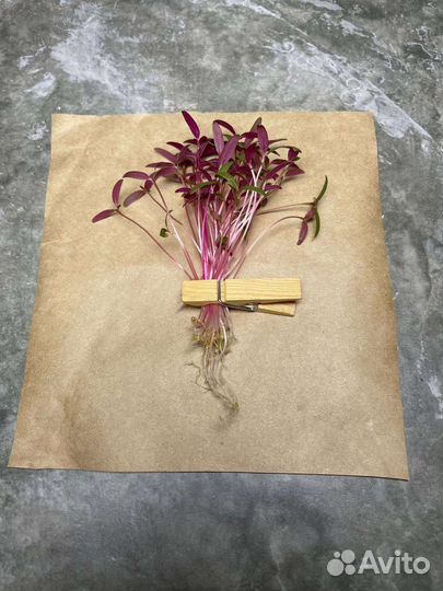 Микрозелень