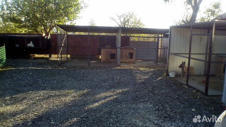 Гостиница для собак на время отпуска командировок