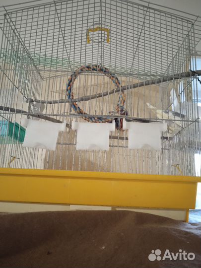 Попугай корелла мальчик