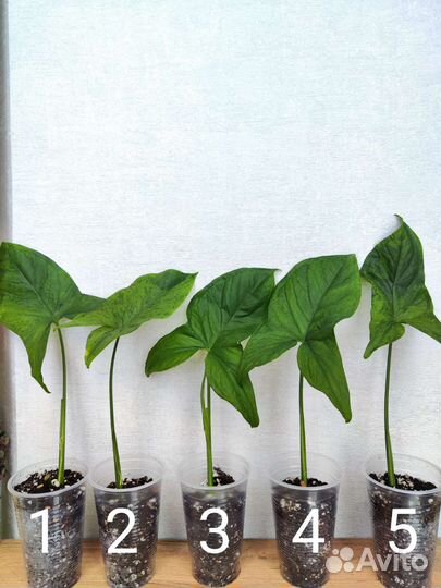 Сингониум моттлед