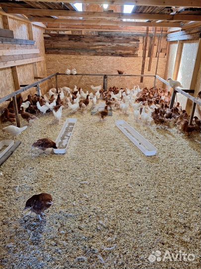 Куры несушки