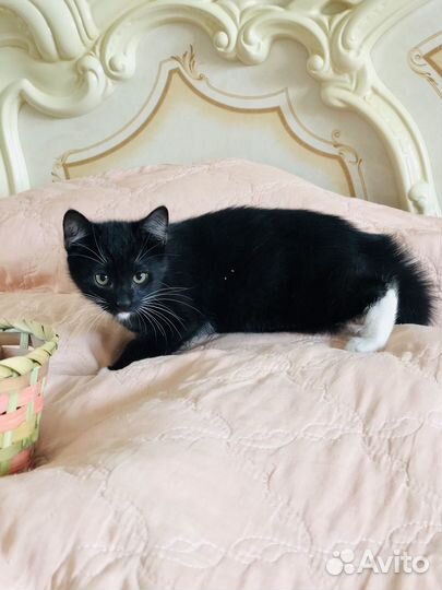 Котятки в добрые руки