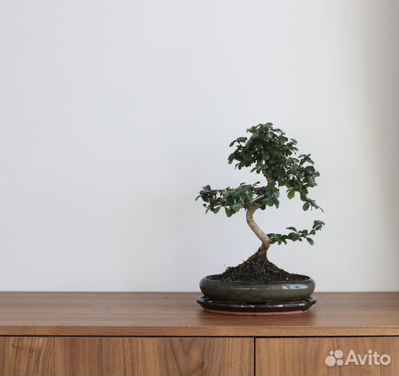Растение Бонсай Кармона 18 лет