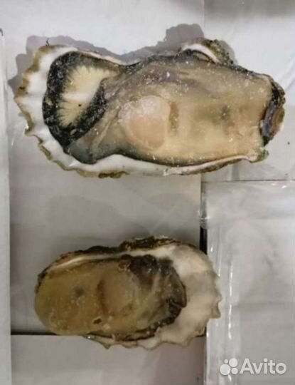 Устрицы на полустворке с/м