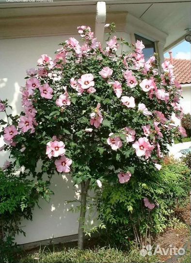 Гибискус сирийский