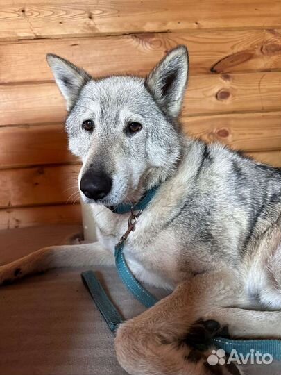 Метис лайки в добрые руки