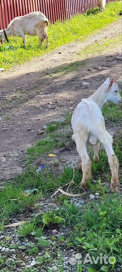 Козлик зааненский