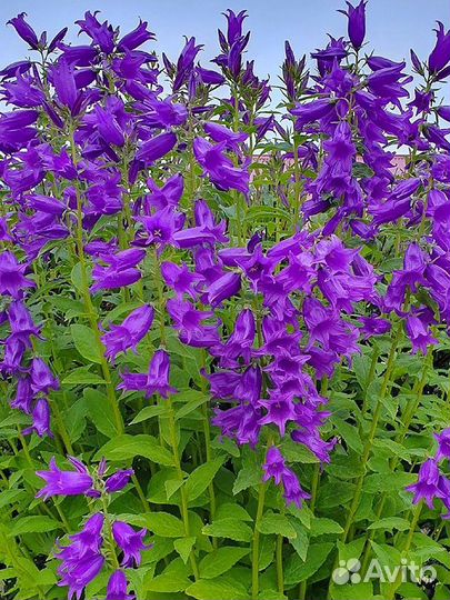 Колокольчики