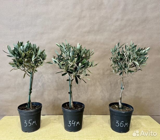 Оливковое дерево