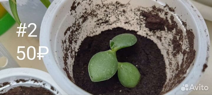 Толстянка (денежное дерево, крассула)