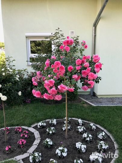 Роза на штамбе