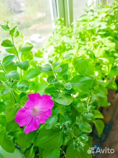 Рассада петуния мультицвет