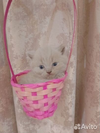 Британские котята