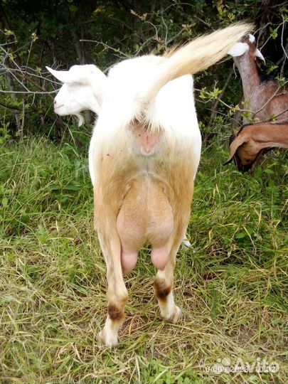 Дойные козы