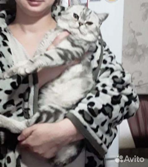 Шотландский кот вязка