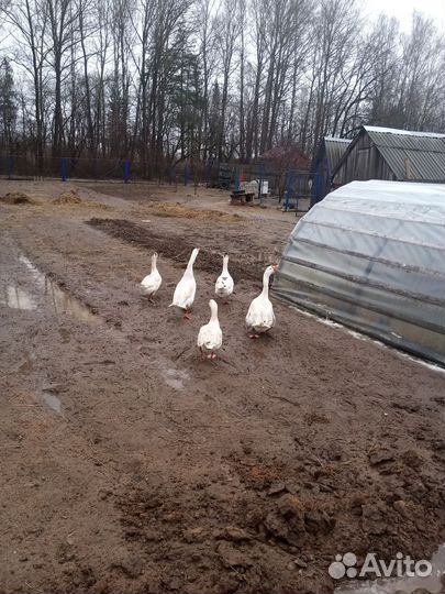 Гуси породы линда