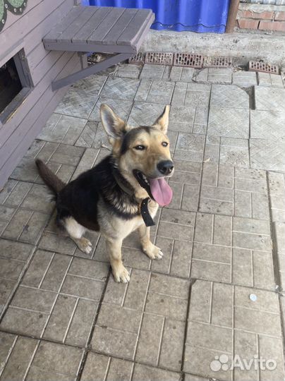 Восточноевропейская овчарка метис