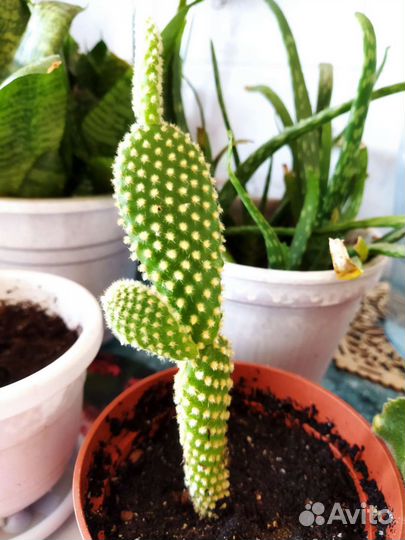 Кактус сансивьерия алое денежное дерево суккуленты