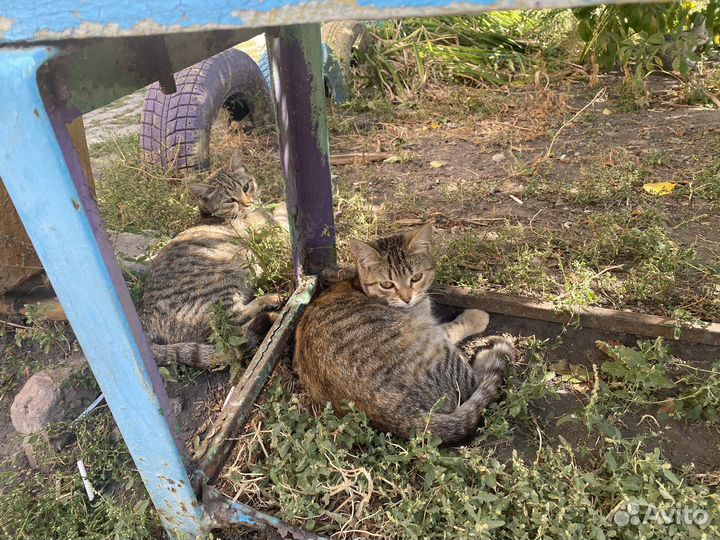 Кошки и котята