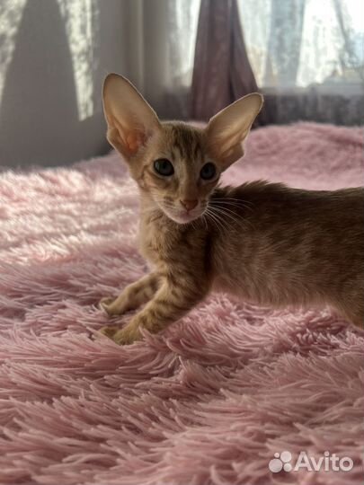 Ориентальные котята