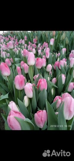 Тюльпаны к 8 марта