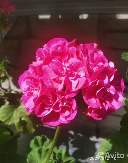 Укоренённые черенки сортовых пеларгоний. Часть 3