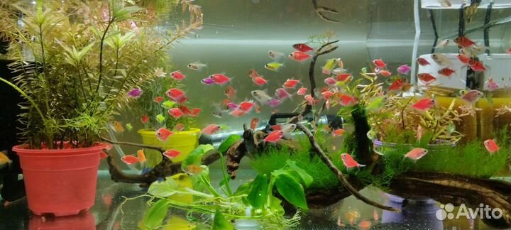 Тернеция Гло Фиш