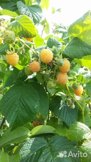 Саженцы ремонтантной малины Ежевики,малины