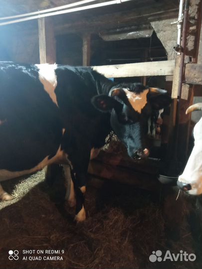 Корова нетель