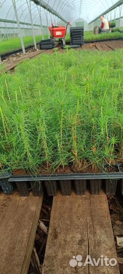 Саженцы ели зкс от производителя