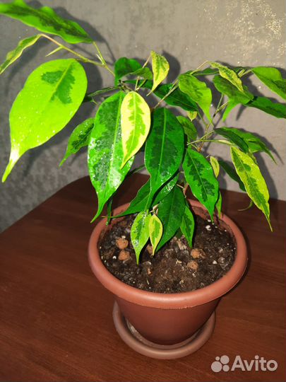 Фикус Бенджамина Анастасия