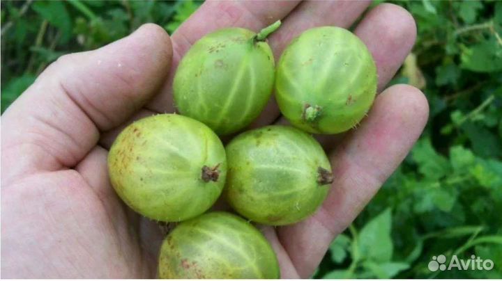 Малина, смородина, крыжовник