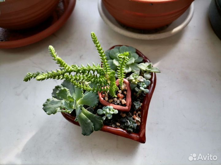 Флорариумы, садики суккулентов, керамика