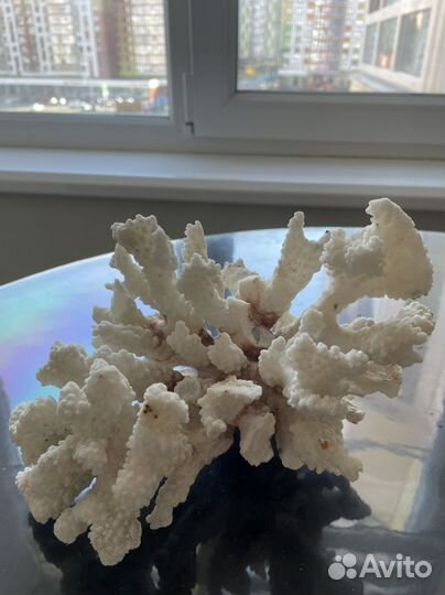 Морской коралл