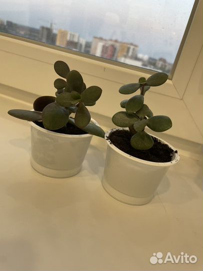 Денежное дерево