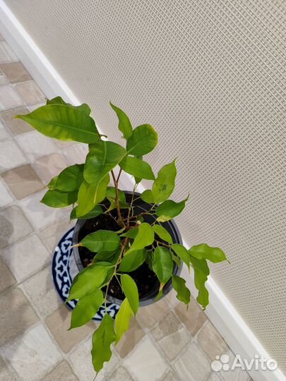 Фикус бенджамина голден моник